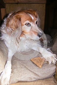 Fluffy dog in kennel with dog biscuit