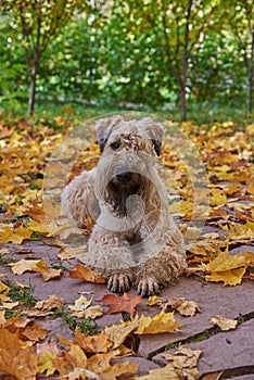 A fluffy dog lies in autumn leaves on a sunny day.