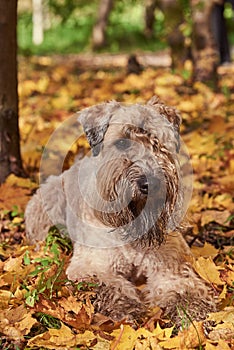 A fluffy dog lies in autumn leaves on a sunny day.