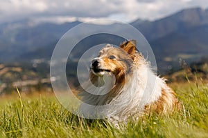 Fluffy dog lies on a green mountain meadow