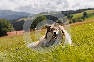 Fluffy dog lies on a green mountain meadow