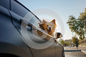 A fluffy dog looks out of the car. Traveling with a pet