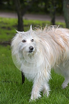 fluffy dog metis on the background of green grass