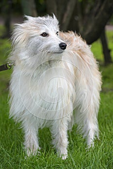 fluffy dog metis on the background of green grass