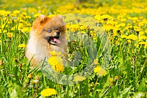 Fluffy Dog Pomeranian Spitz Sitting in a Spring Park in Surround