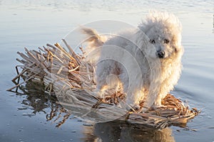 Fluffy dog on raft