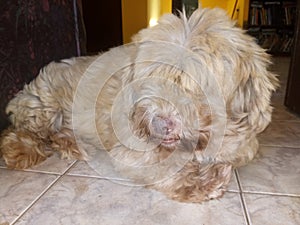 Fluffy dog resting on the ground photo