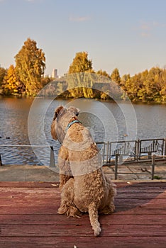 A fluffy dog sits on the embankment and looks at the river. Sunny autumn day.
