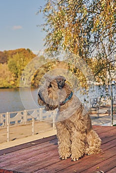 A fluffy dog sits on the embankment and looks at the river. Sunny autumn day.