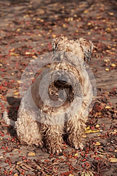 A fluffy dog sits on a wooden deck strewn with leaves and berries of mountain ash.