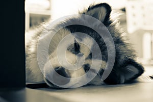 Fluffy dog sleeping on the floor