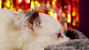 Fluffy dog under blanket in studio. Adorable white dog with blue eyes wrapped in warm plaid lying in studio on shiny