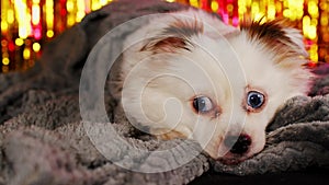 Fluffy dog under blanket in studio. Adorable white dog with blue eyes wrapped in warm plaid lying in studio on shiny