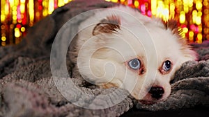 Fluffy dog under blanket in studio. Adorable white dog with blue eyes wrapped in warm plaid lying in studio on shiny