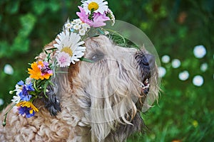 Fluffy Dog of the wheaten terrier breed in a wreath of bright flowers in a green clearing.