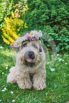 Fluffy Dog of the wheaten terrier breed in a wreath of bright flowers in a green clearing.