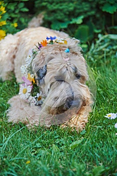 Fluffy Dog of the wheaten terrier breed in a wreath of bright flowers in a green clearing.