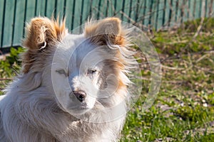 Fluffy dog â€‹â€‹looks forward. Beautiful devoted little mongrel