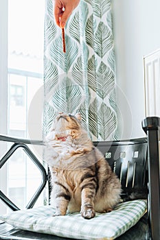 fluffy domestic cat eats tasty treat