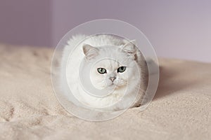 Fluffy domestic cat sitting in bedroom