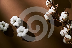 Fluffy dried cotton flowers on brown background