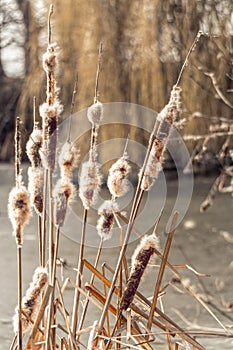 Fluffy dry cattail and winter meadow