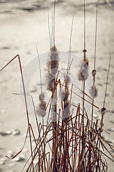 Fluffy dry cattail and winter meadow