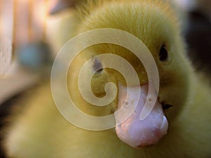 Fluffy Duckling Close Up