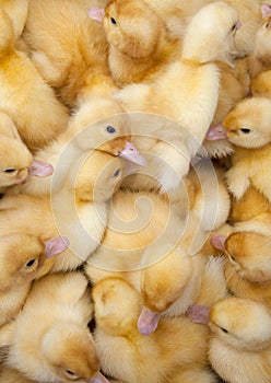 Fluffy ducklings