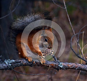 Squirrel eats pine cone on a tree in autumn forest