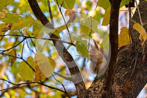 Fluffy eared squirrel sciurus vulgaris sits in the branches of a tree in an autumn city park. a squirrel holds a hazelnut in its