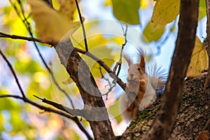 Fluffy eared squirrel sciurus vulgaris sits in the branches of a tree in an autumn city park. a squirrel holds a hazelnut in its