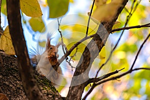 Fluffy eared squirrel sciurus vulgaris sits in the branches of a tree in an autumn city park. a squirrel holds a hazelnut in its