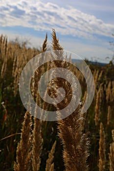 Fluffy ears of grass against the blue sky