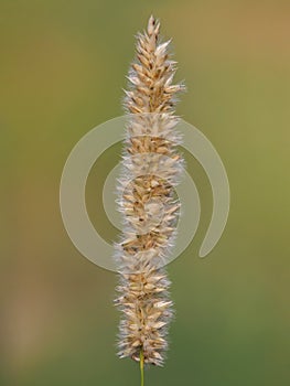 Fluffy ears of grass known as the hairy melic or silky spike melic bunchgrass. Melica ciliata