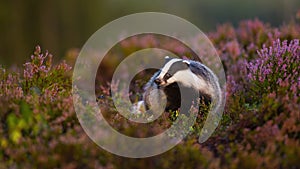 Fluffy european badger approaching from front low angle view in heathland