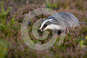 Fluffy european badger looking for food on violet moorland with heather