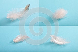 Fluffy feather close-up on blue background