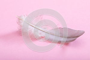 Fluffy feather close-up on pink background