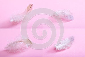 Fluffy feather close-up on pink background