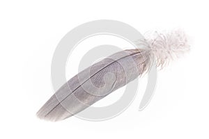 Fluffy feather close-up on white background