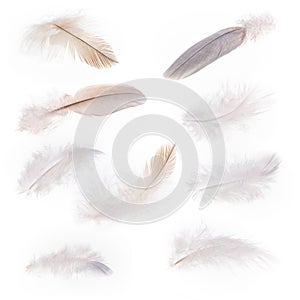 Fluffy feather close-up on white background