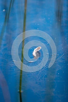 Fluffy feather floating on water with algae under water and defocused blurred background.