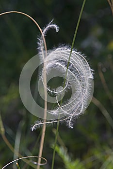Fluffy feather grass