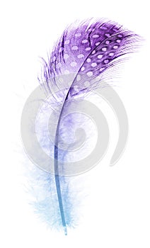 Fluffy colored feather in light spots on white