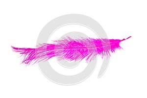 fluffy feather in purple color isolated