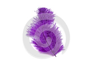 fluffy feather in purple color isolated