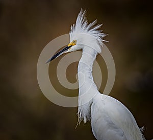 Fluffy feathers showing breeding plumage of a snowy egret