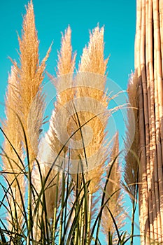 Fluffy feathery grass.