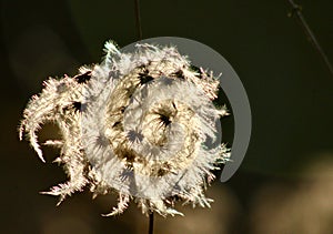 Fluffy feathery seed pods waving and floating in the breeze on a sunny winter\'s day Jenningsville Pennsylvania